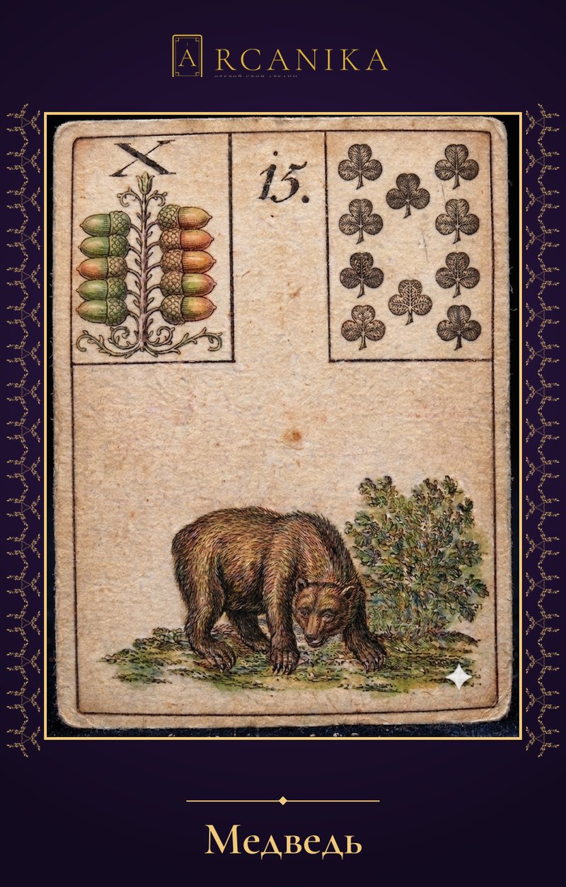 Bear